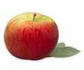 Apple QC  Cortland