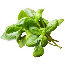 Basil herbs