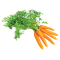 Carrot with leaves