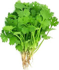 Coriander