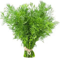 Dill