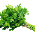 Italian Parsley