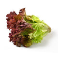 Lettuce Red