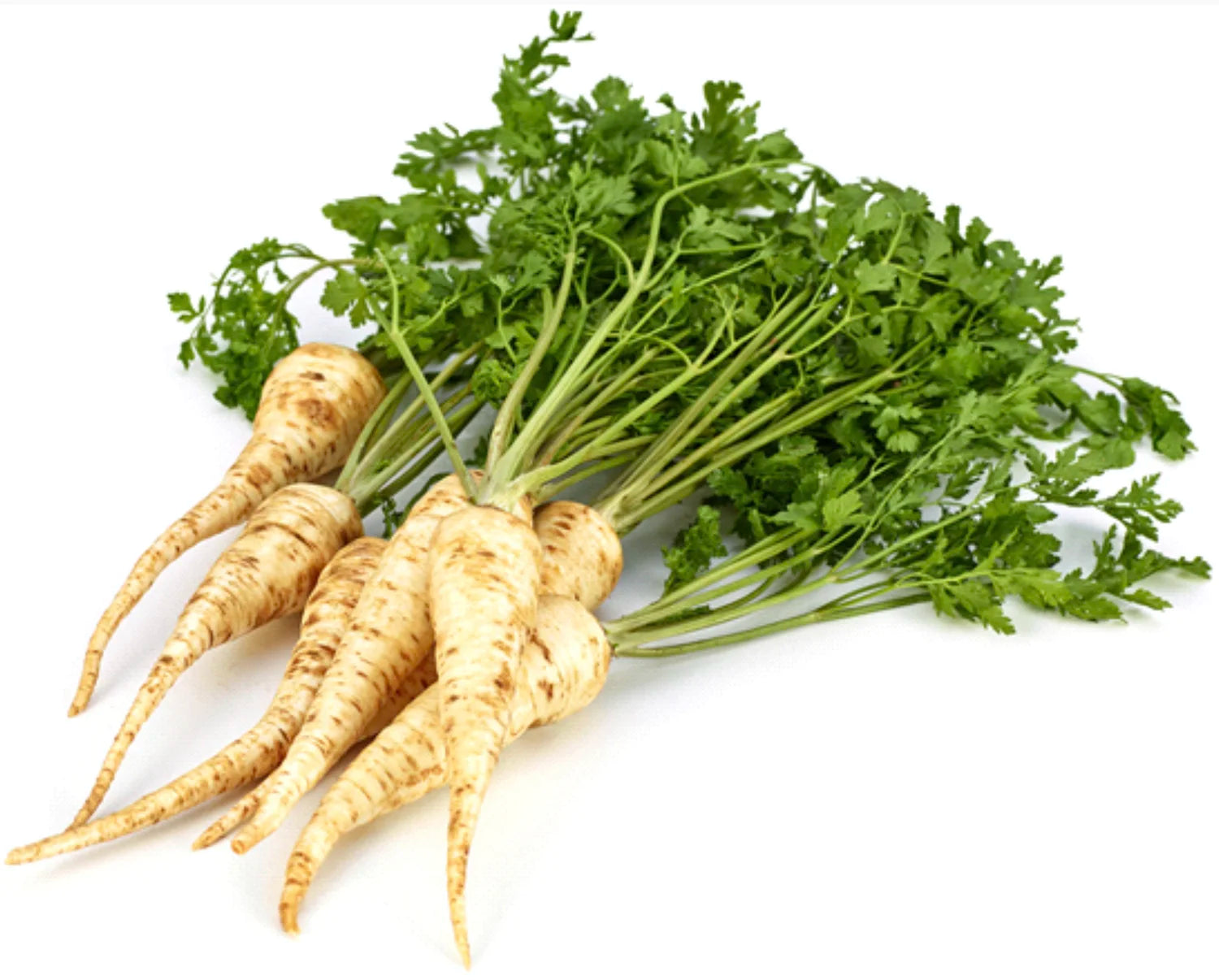 Parsley Root
