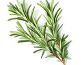 Rosemary Herbs