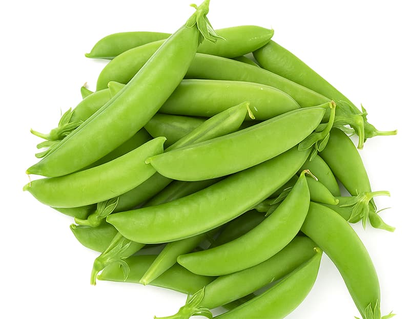 Sugar Pea