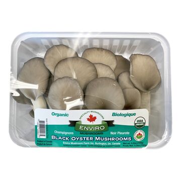 Organic Black Oyster Mushrooms