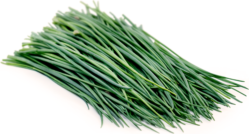 Chive