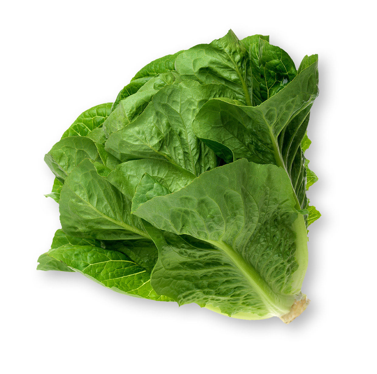 Romain Lettuce