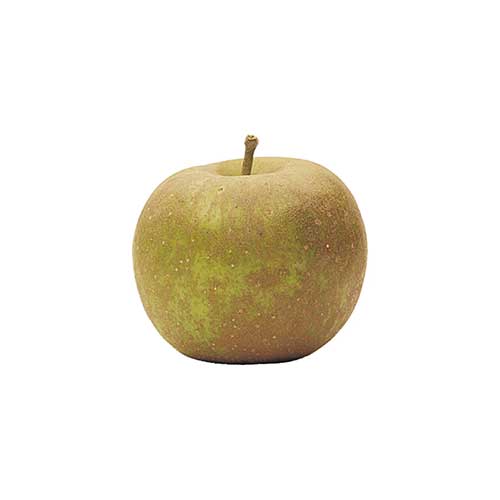Apple QC  Russet